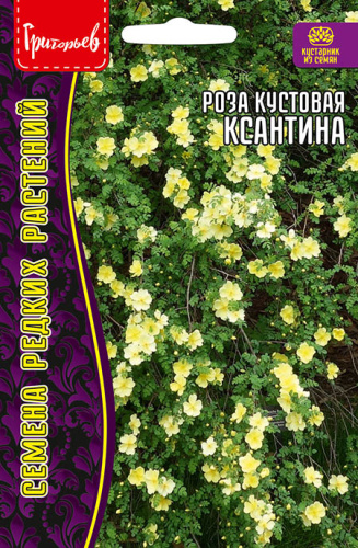 Роза кустовая Ксантина