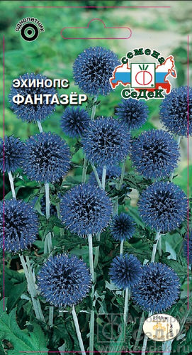 Эхинопс Фантазер 