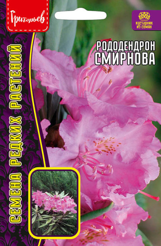 Рододендрон Смирнова