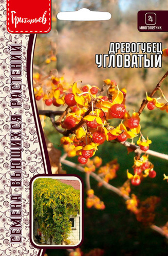 Древогубец Угловатый