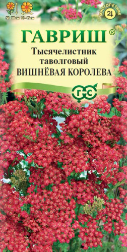 Тысячелистник Вишневая Королева 