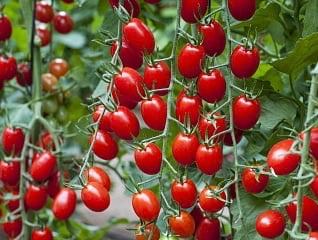 Томат B 355 F1 5шт