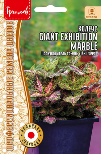 Колеус Гигант Эксибишн Марбел (Giant Exhibition Marble)