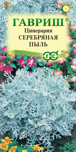 Цинерария приморская Серебряная Пыль 