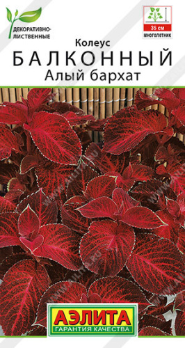 Колеус Алый бархат балконный