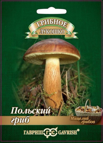 Польский гриб на зерновом субстрате 