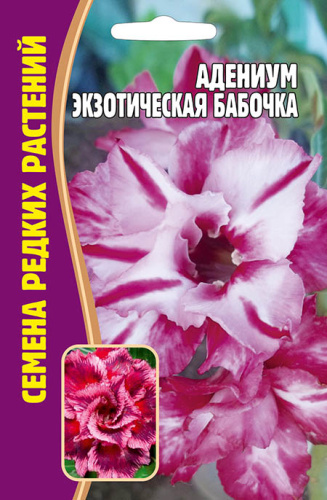 Адениум Экзотическая Бабочка