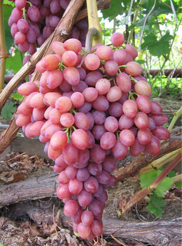 Виноград Кишмиш Лучистый