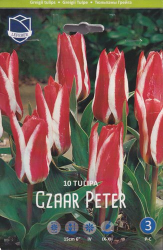 Тюльпан Грейга "Czaar Peter" (1х10шт)