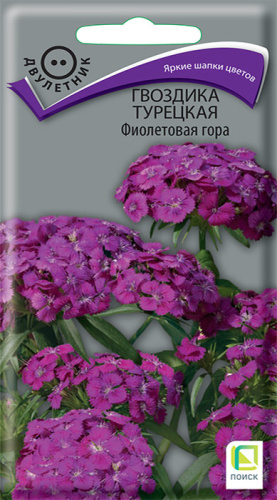 Гвоздика Фиолетовая гора турецкая