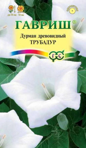Дурман Трубадур древовидный