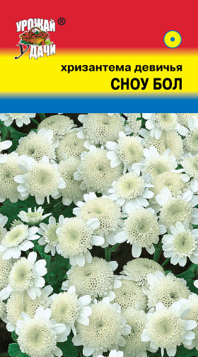 Хризантема девичья Сноу Бол