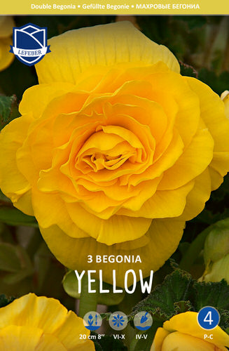 Бегония махровая XXL Double YELLOW /3шт