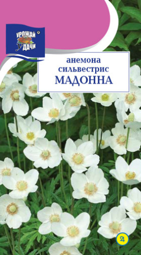 Анемона сильвестрис Мадонна