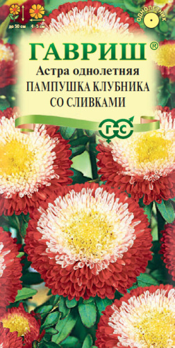 Астра Пампушка клубника со сливками помпонная