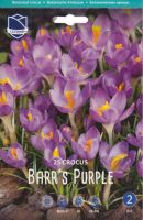 Крокус tommasinianus "Barr's Purple" (1х25шт) купить