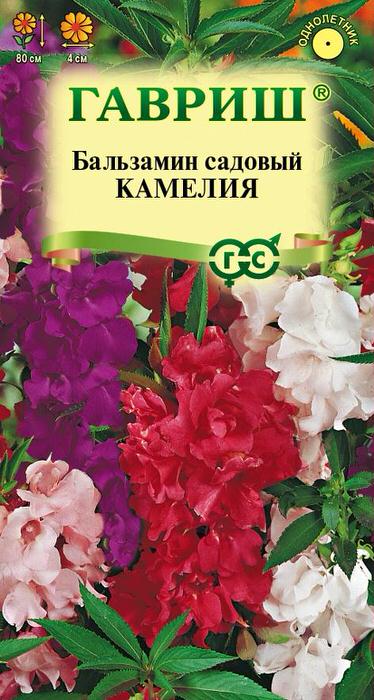 Бальзамин Камелия 