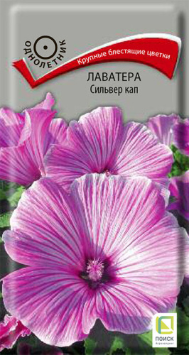 Лаватера Сильвер кап