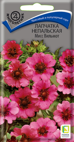 Лапчатка непальская Мисс Вильмот