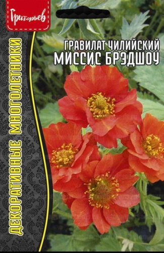 Гравилат Миссис Брэдшоу чилийский