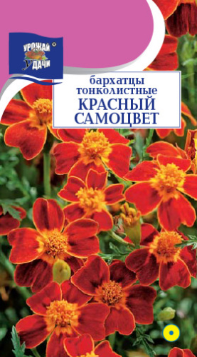 Бархатцы Красный самоцвет