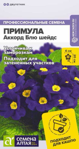 Примула Аккорд Блю шейдс