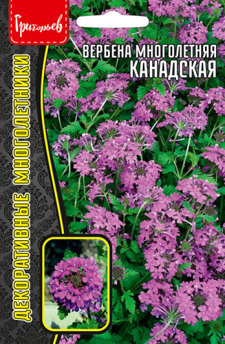 Вербена Канадская многолетняя