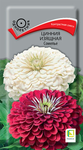 Цинния Сомелье изящная