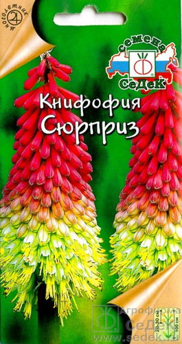 Книфофия Сюрприз 