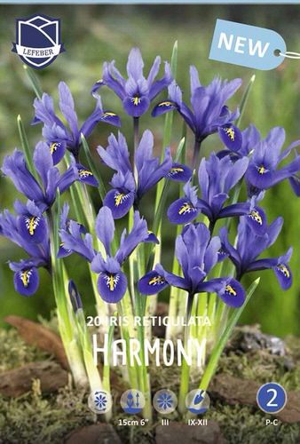 Ирис reticulata "Harmony" (1х20шт)