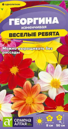 Георгина Веселые Ребята