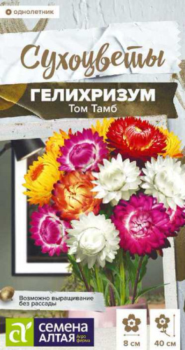  Гелихризум Том Тамб 