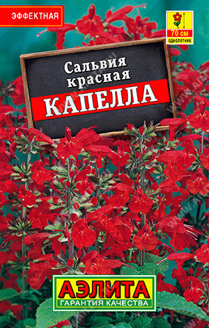 Сальвия Капелла 