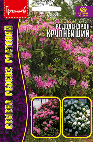 Рододендрон Крупнейший