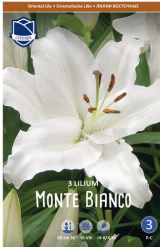Лилия восточная Monte Bianco /3шт