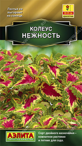 Колеус Нежность блюме