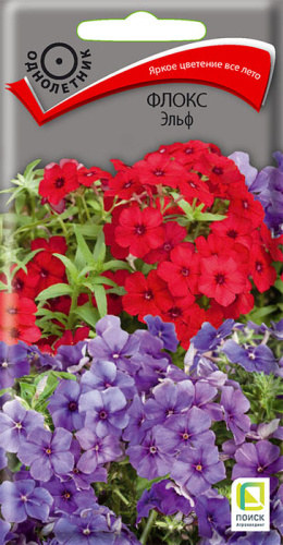 Флокс Эльф