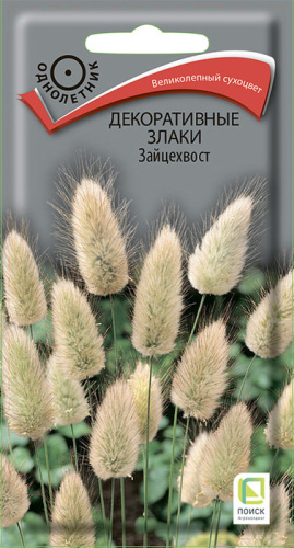 Зайцехвост (Декоративные злаки)  