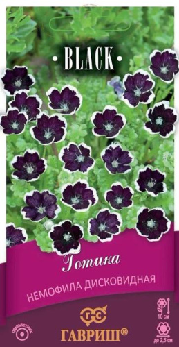 Немофила Готика дисковидная  серия Блэк