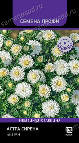 Астра Сирена Белая