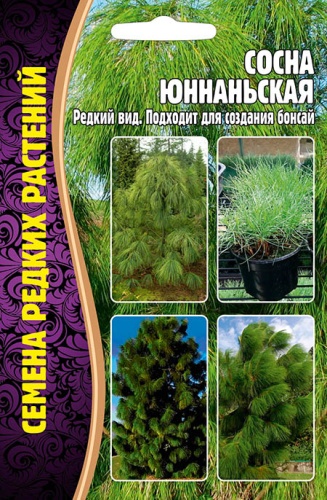 Сосна Юннаньская