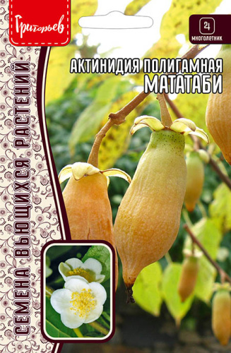 Актинидия Мататаби полигамная