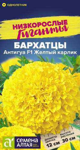 Бархатцы Антигуа F1 Желтый карлик  Низкорослые гиганты