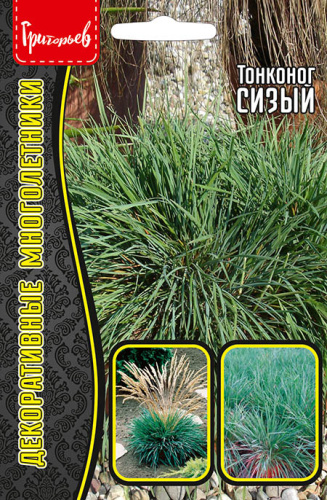 Тонконог Сизый