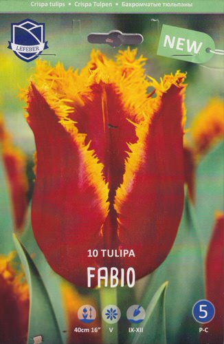 Тюльпан бахромчатый "Fabio" (1х10шт)