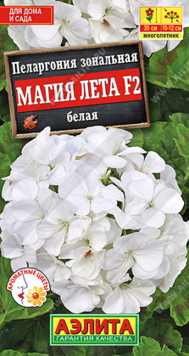 Пеларгония зональная Магия лета белая 