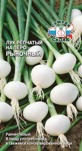 Лук Рыночный, на перо