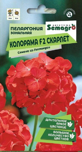 Пеларгония Зональная Колорама F2 Скарлет 