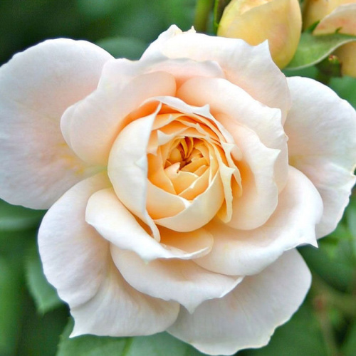 Роза Лионс роуз