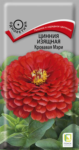 Цинния Кровавая Мэри изящная